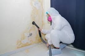 Best Mold Damage Restoration  in Gruetli Laager, TN